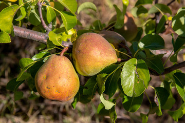 Pears on a tree's branch in the garden, ripe fruits, agriculture, healthy foodsky, ripe fruits, agriculture, healthy food
