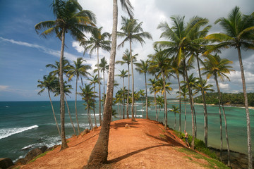 Palm trees on The Indian ocean, Sri Lanka.