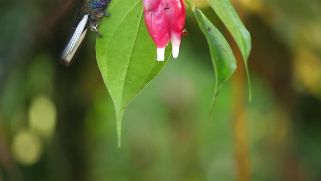 Velvet-purple Coronet (Boissonneaua jardini) drinking nectar from a Cavendishia flower, near Mindo on the western slopes of the Andes, Ecuador
