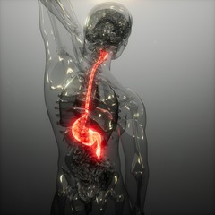 Human Stomach Radiology Exam