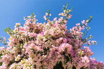 pink-white spring flowers with blue sky in background