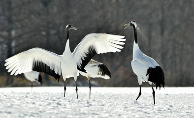 Fototapeta premium Dancing Cranes. The red-crowned crane (Scientific name: Grus japonensis), also called the Japanese crane or Manchurian crane, is a large East Asian crane.