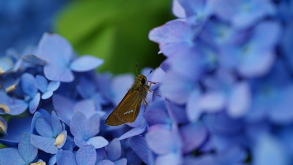 紫陽花　蝶々