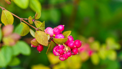 (Symphoricarpus albus) Symphorine ou arbre à perles à fructification rose