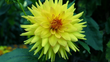 Obraz premium yellow flower