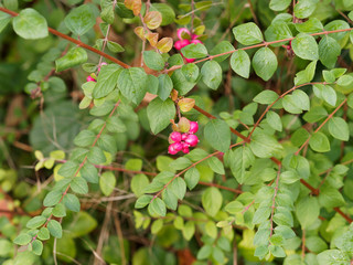 (Symphoricarpus albus)  Symphorine, arbre à perles ou symphorine à grappes aux baies roses