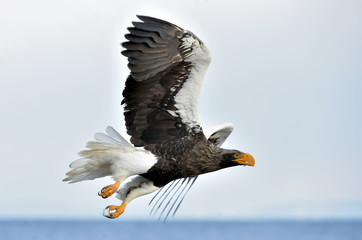 Soaring Steller's sea eagle. Blue sky background. Adult Steller's sea eagle (Scientific name: Haliaeetus pelagicus).
