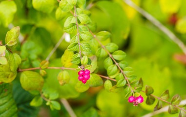 Symphoricarpus albus | Branche arquée de symphorine à grappes garnie de baies roses