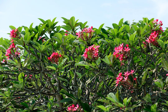 Rose-pink Frangipani tree, flowers of Pumeria rubra, branch with pink blossoms in the sunlight and blue sky westindian jasmin