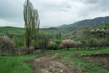 Nature in Tekeli. Spring. Kazakhstan.