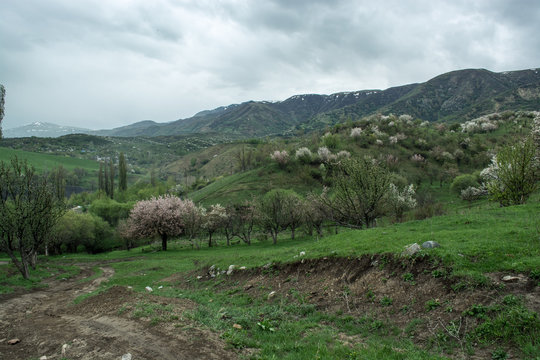 Nature in Tekeli. Spring. Kazakhstan.