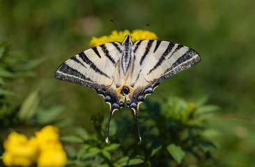 Scarce swallowtail butterfly, Iphiclides podalirius, close-up photo