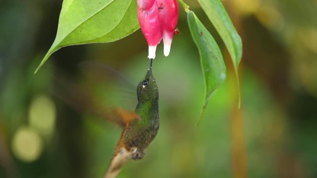 Buff-tailed coronet (Boissonneaua flavescens) feeding from a Cavendishia flower. Humid montane rainforest on the western slopes of the Andes near Mindo, Ecuador 