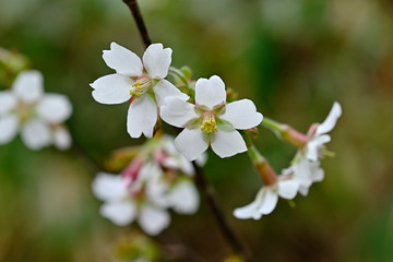 満開のチョウジザクラ、花開いたオクチョウジザクラ
