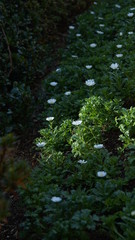 Fototapeta premium 花 