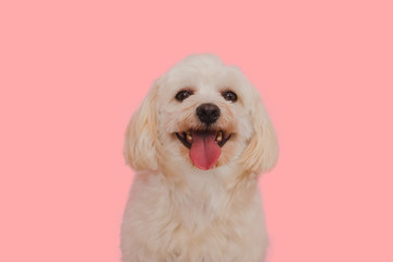 Portrait of the poodle dog smiling and looking at the camera on a  pink background.