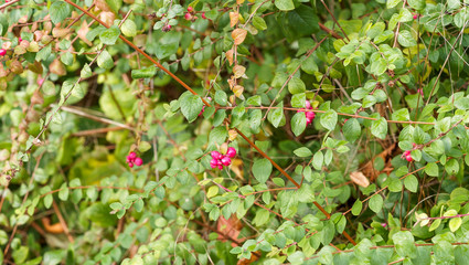 (Symphoricarpus albus) Symphorine ou arbre à perles à fructification rose