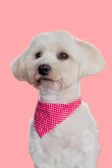 Portrait of the poodle dog smiling and looking at the camera on a  pink background.