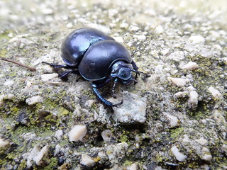 Close up image of the of the forest dung beetle (Anoplotrupes stercorosus) with its blue metallic color wandering on a rock in Croatia