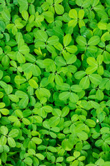 The background image of green leaves