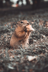 forest animal gopher eats in his hole in a clearing with leaves in autumn