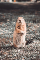 forest animal gopher eats in his hole in a clearing with leaves in autumn