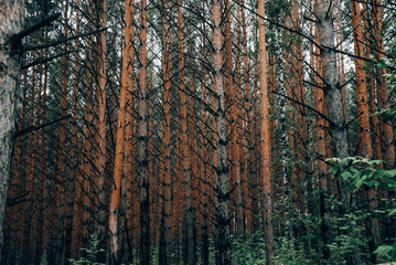 Fototapeta premium dense coniferous forest in summer
