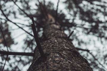 the sky in the thick branches of a coniferous tree