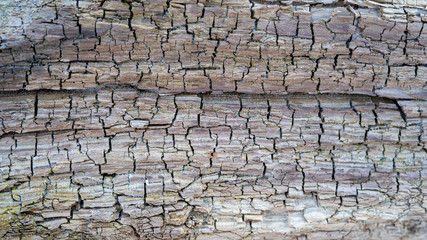 Texture of Old Tree Trunk Driftwood, Washed Up by the Sea on the Sea Coast Whitened by Sun and Water. Wood Abstract Background Texture With Cracks and Scratches.