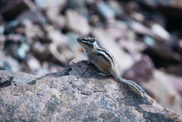 the Chipmunk is sitting on the rocks and eat among the stones and rocks