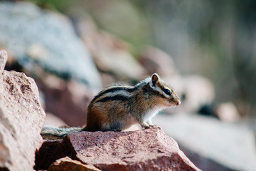 Naklejka na ściany i meble the Chipmunk is sitting on the rocks and eat among the stones and rocks