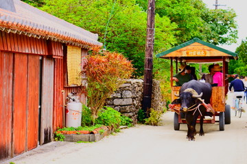 【沖縄県】 竹富島の水牛車 / 【Okinawa】Buffalo cart in Taketomi island