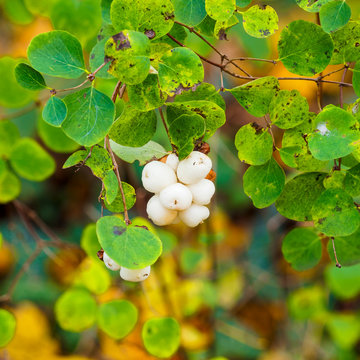 Albus Bilder Durchsuchen 7,324 Archivfotos, und Videos