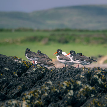 Oystercatcher On A Rock In Ireland