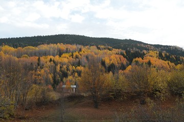 Beautiful orange and red autumn forest, many trees on the orange hills, Artvin