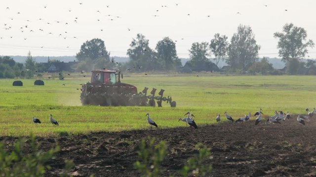 View of a farmer on farmland in a modern red tractor with tillage unit, lots of small birds, white storks and cars in the foreground. The machine operator turns the ploughshares when plowing the soil