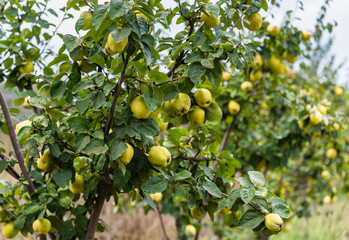 Ripe juicy organic natural quince apples on the tree at fall.