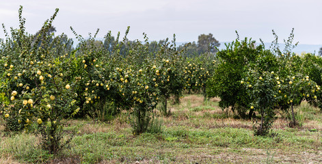 Ripe juicy organic natural quince apples on the tree at fall.