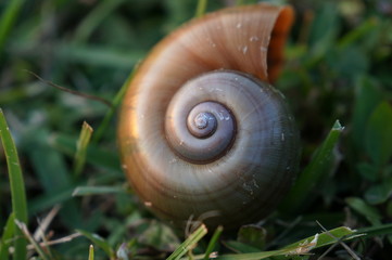 snail shell on the grass