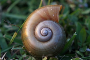 snail shell on the grass