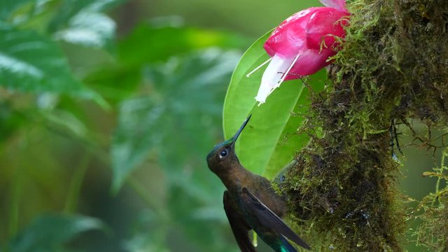 Violet-tailed Sylph (Aglaiocercus coelestis) hummingbird Drinking nectar  from a Cavendishia flower, family Ericaceae, in humid montane rainforest near Mindo, Ecuador