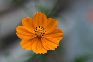 Cosmos sulphureus beautiful ornamental plant in bloom, bright orange color flowers on green shrub in sunlight