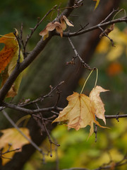 maple leaves in autumn