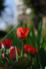 りんふぁんだまーく