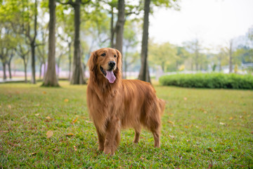 Cute golden retriever standing on the grass