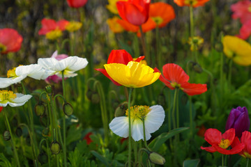 あいすらんどぽぴー