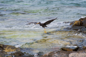 The birds flying down to the rocks by the sea.