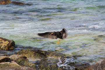 The birds flying down to the rocks by the sea.