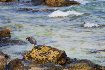 Birds perched on the rocks by the sea.