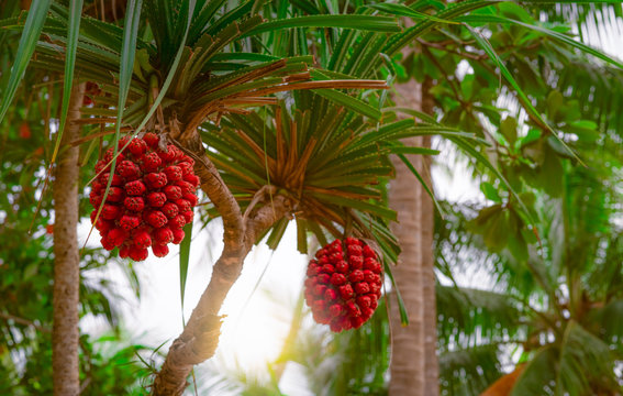 Pandanus tectorius tree with ripe ้hala fruit on blur background of coconut tree at tropical beach with sunlight. Tahitian screwpine branch and red fruit on seashore beach. Clean beach environment.